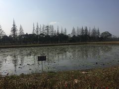 -上海长兴岛郊野公园