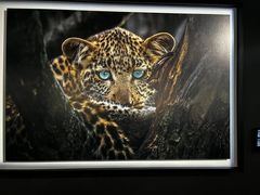 -罗红摄影艺术馆