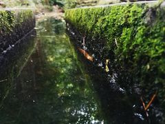 -成都市活水公园