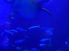 -太平洋海底世界