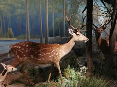 -武汉园博园(武汉自然博物馆)