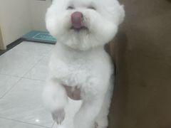 -安安宠医宠物医院·异宠·犬猫内科(岳阳分院)