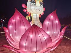 -微山湖红荷湿地景区