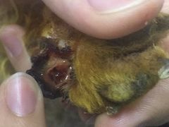 -瑞派宠物医院·24h·骨外科·皮肤科·全科宠物医疗转诊中心(沈阳浑南院)