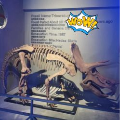 -恐龙探索乐园(磁器口店)