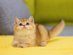 -Bastet sally猫舍购宠(静安店)