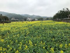 -红山村