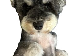 -帕帕拉兹宠物(亚洲旗舰店)