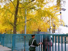 -三里屯东五街银杏大道
