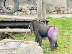 -大连森林动物园