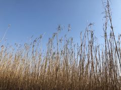 -宁波杭州湾国家湿地公园
