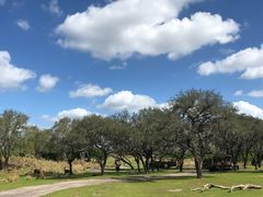 -奥兰多迪士尼动物王国乐园