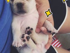 -翊宠yipet猫狗购宠庄园犬舍•猫舍