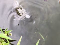 -荔枝公园(福田区)