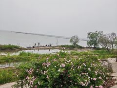 -合肥滨湖国家森林公园