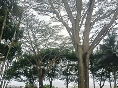 -深圳湾公园(南山区)
