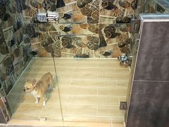 -宠物之家Pets Home 宠物寄养酒店