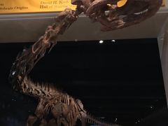 -美国自然历史博物馆
