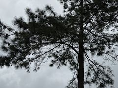 -海南热带雨林国家公园吊罗山景区