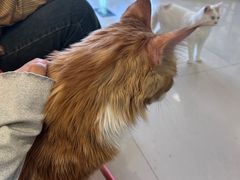 -平行世界·猫咖(首经贸店)