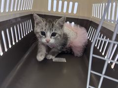 -乖乖宠物医院·猫科·骨科·24小时(云岗分院)