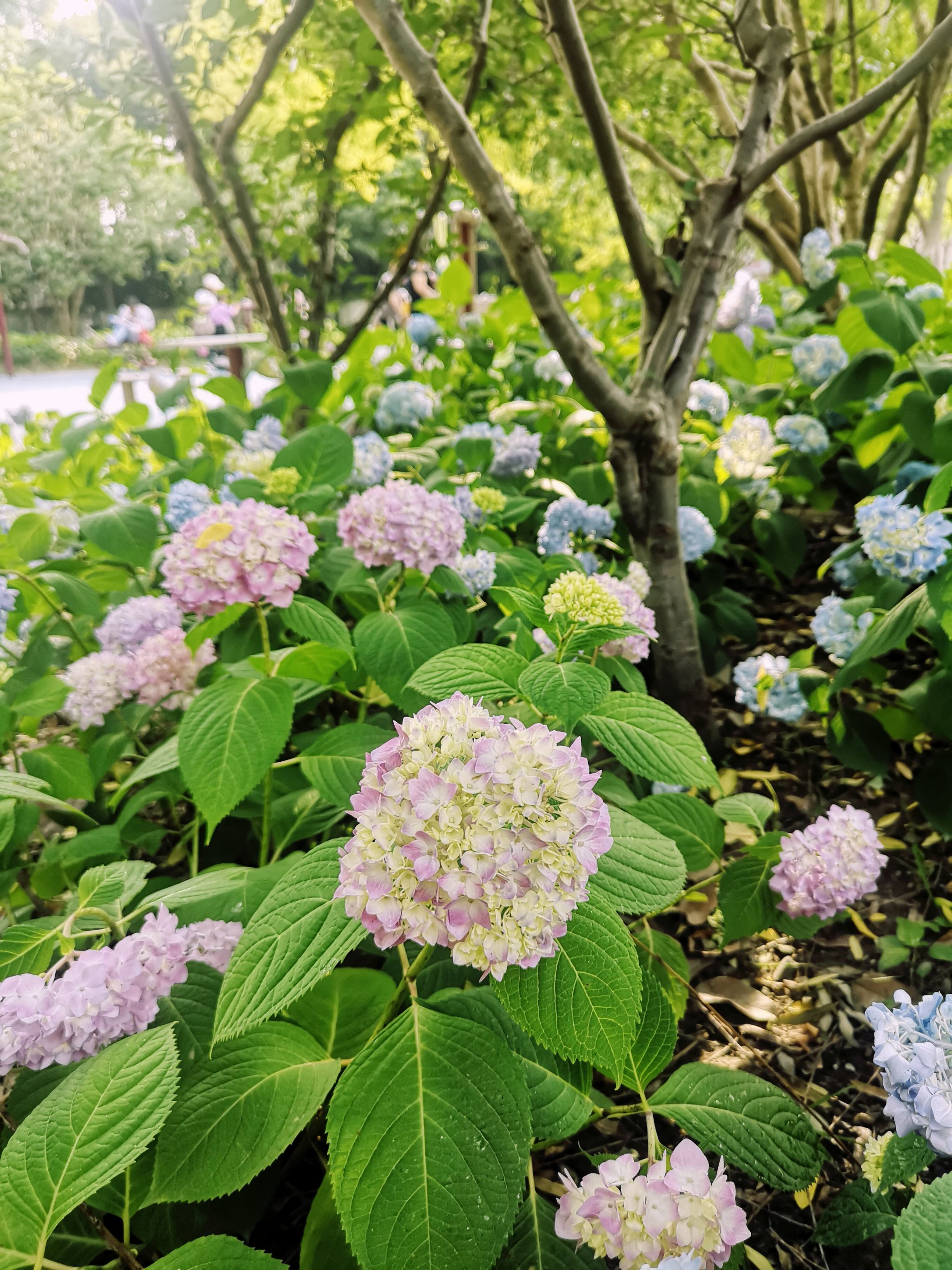 上海街心花园图片