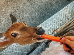 -清迈夜间动物园