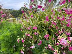 -东莞植物园