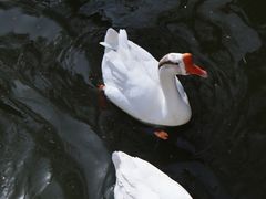 -苏州文庙(姑苏区)