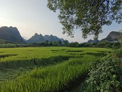 -遇龙河大樟树农家乐