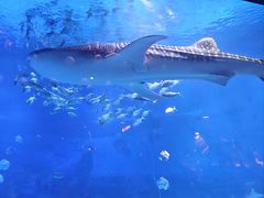 -烟台海昌鲸鲨海洋公园