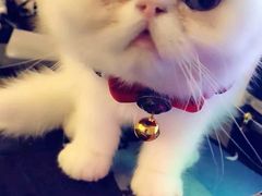 -Pets First伊珊娜洗护·精致美容·家庭式寄养(新会路店)