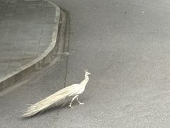 -J Create城市露营咖啡·简餐·宠物(上海动物园店)