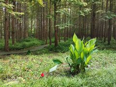 -黄海国家森林公园