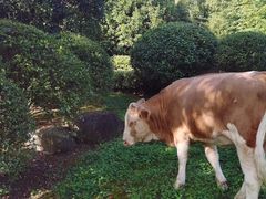-南京市江宁方山