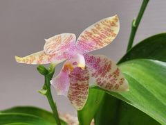 -北京植物园-展览温室