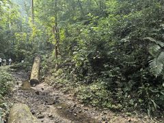-西双版纳原始森林公园