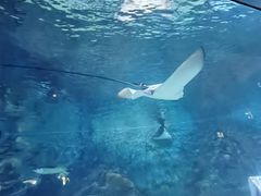 -烟台海昌鲸鲨海洋公园