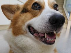 -凯瑞希宠物医院·狂犬免疫·微创·皮肤科