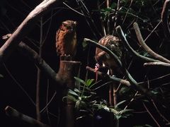 -夜间野生动物园