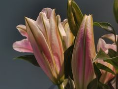 -南堂馆·新川菜(春熙路店)