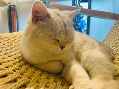 -喵屿·大理花园猫咖