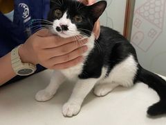 -伟伟宠物医院·瑞派猫友好医院·猫科(光谷店)