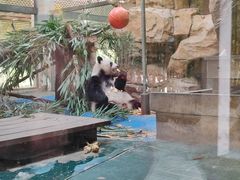 -成都动物园