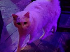 -后巷酒吧Back Alley(未来广场店)