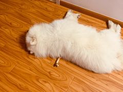 -PETKIT小佩宠物·低压洗护(国顺东路店)