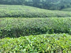 -敬亭山风景名胜区