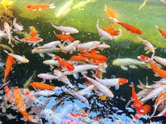-侠成水上农庄(工业大道店)