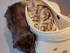 -平行世界·猫咖(首经贸店)
