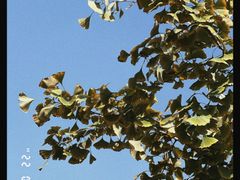 -洛阳市隋唐城遗址植物园